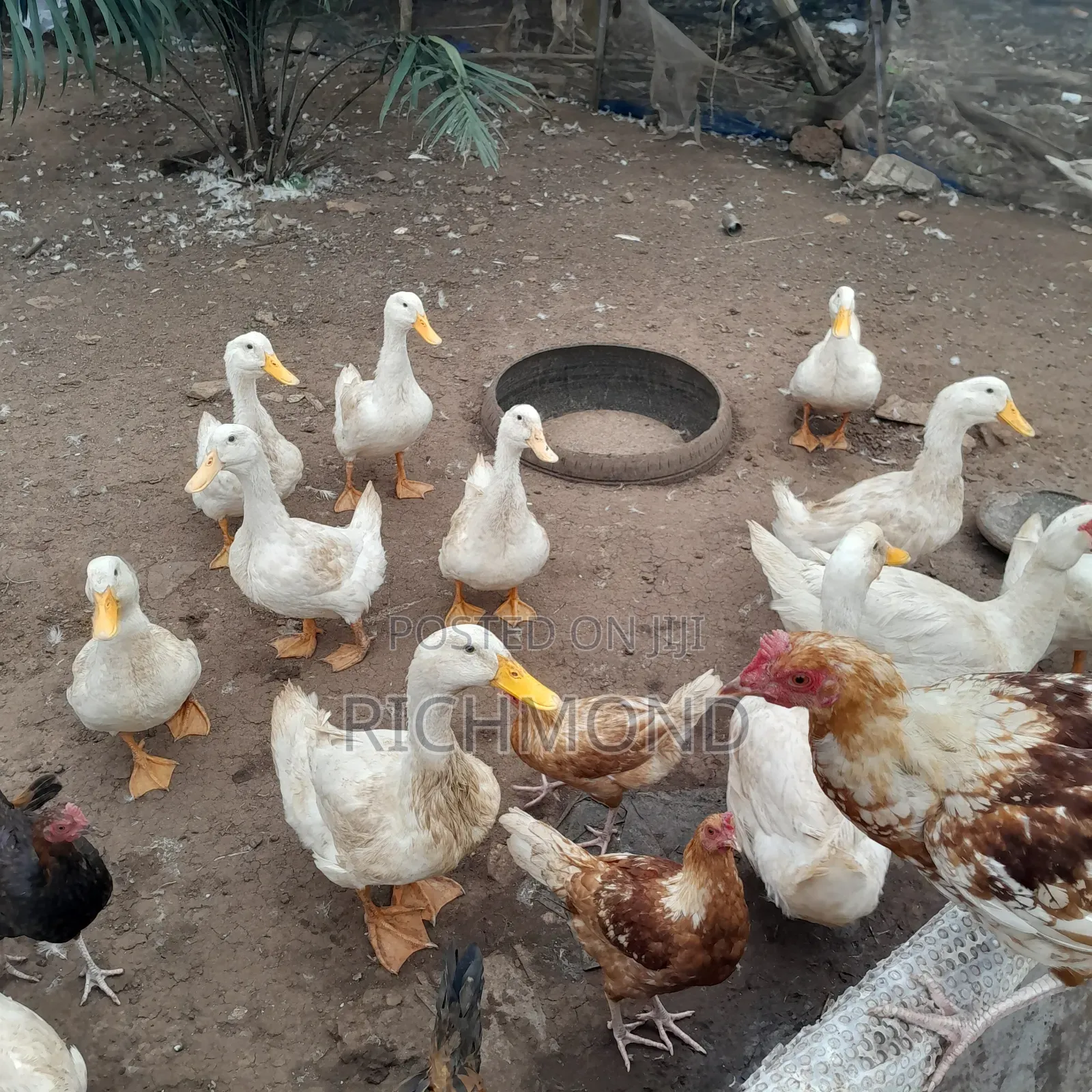 Healthy Perking Ducks
