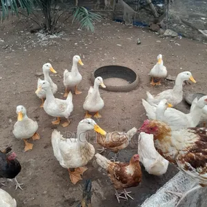 Healthy Perking Ducks