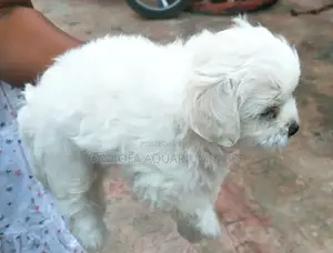 1-3 months Male Purebred Maltese