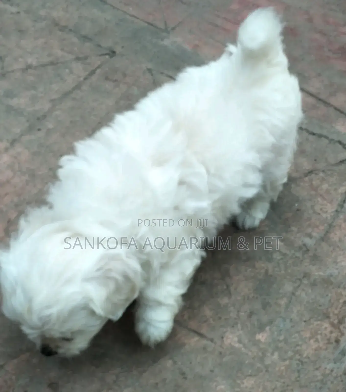 1-3 months Female Purebred Maltese