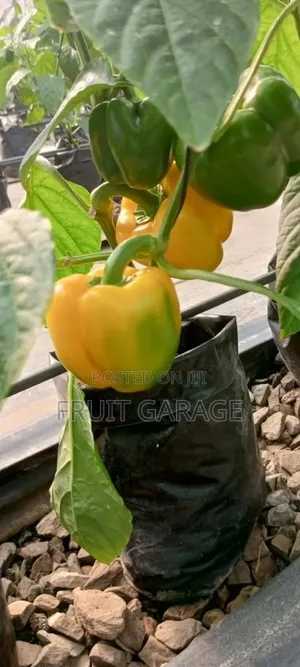 Deking Veggies
