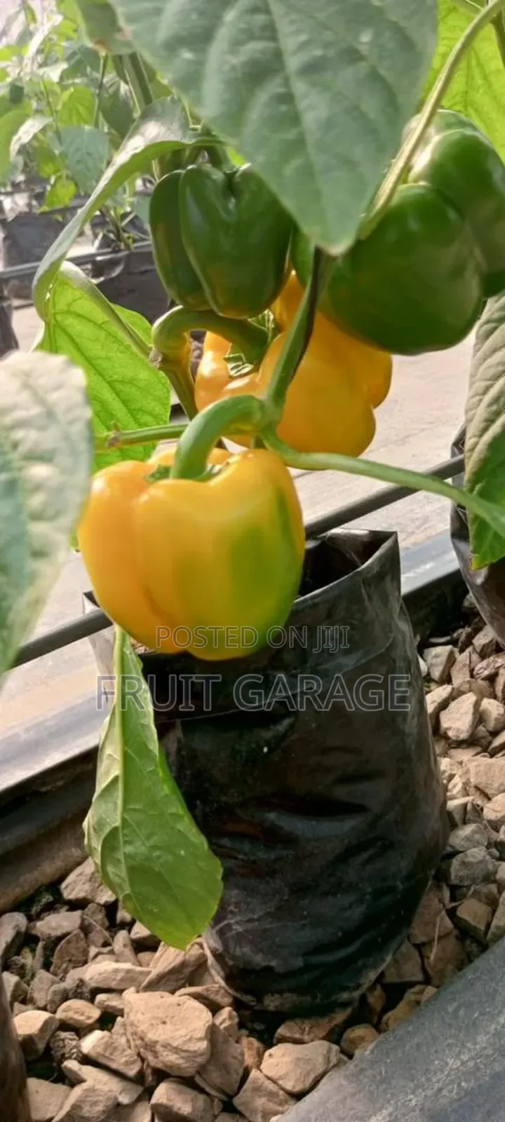 Deking Veggies