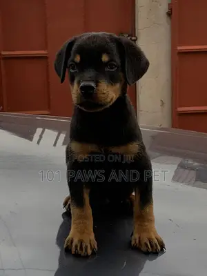 1-3 months Male Purebred Rottweiler