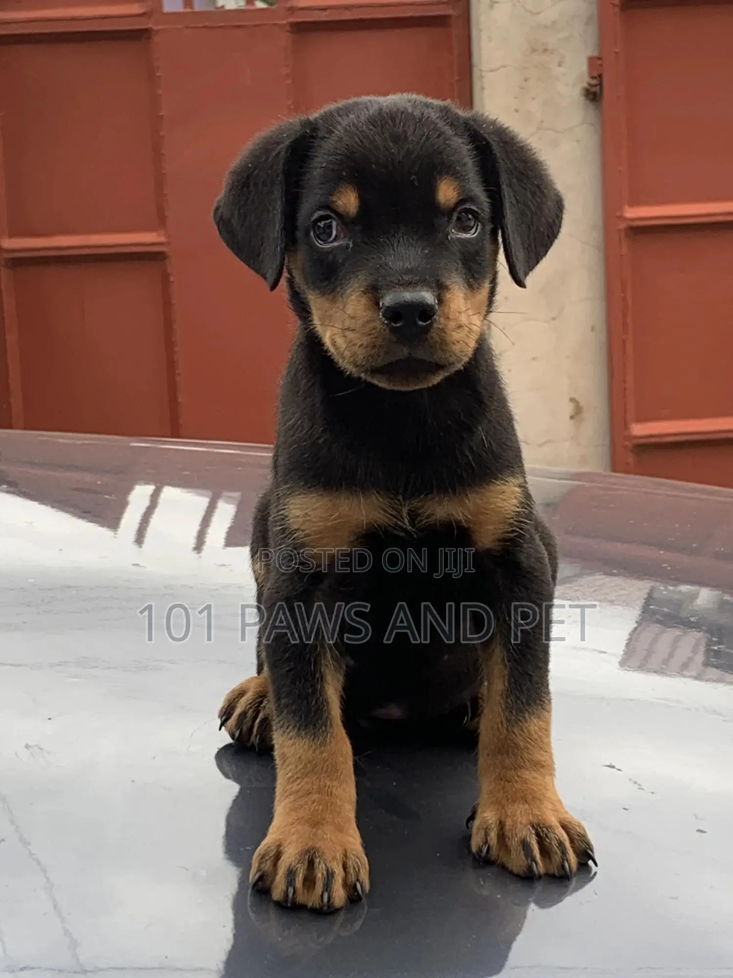 1-3 months Male Purebred Rottweiler