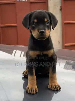 1-3 months Male Purebred Rottweiler