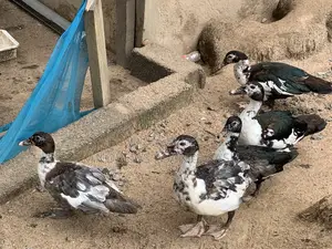 All Sizes of Ducks and Other Farm Birds