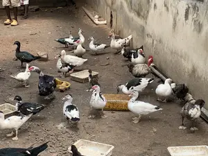 All Sizes of Ducks and Other Farm Birds