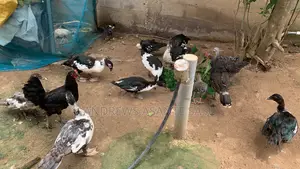 All Sizes of Ducks and Other Farm Birds