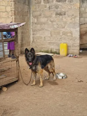 1+ year Male Purebred German Shepherd