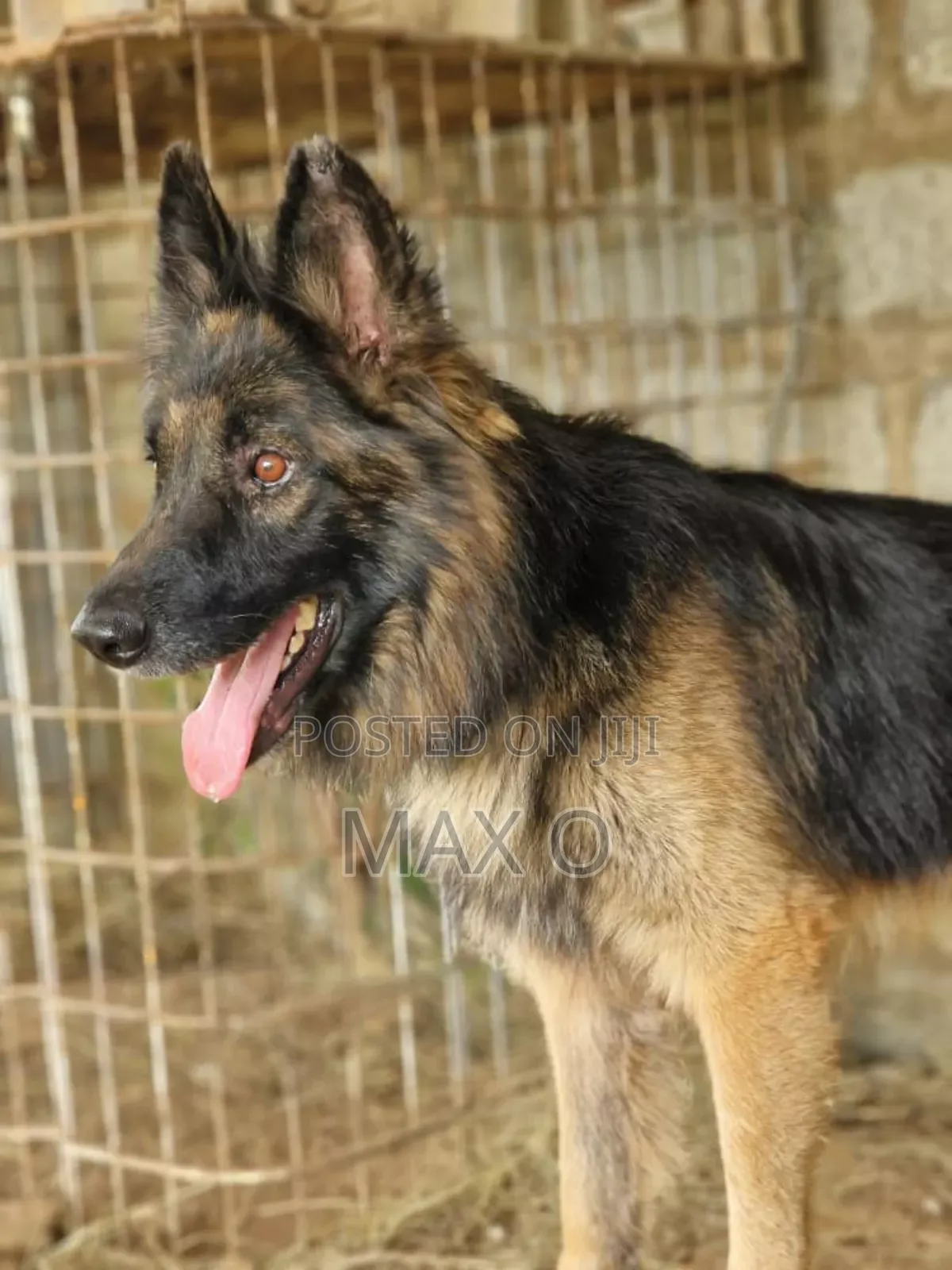 1+ year Male Purebred German Shepherd