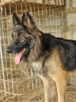 1+ year Male Purebred German Shepherd