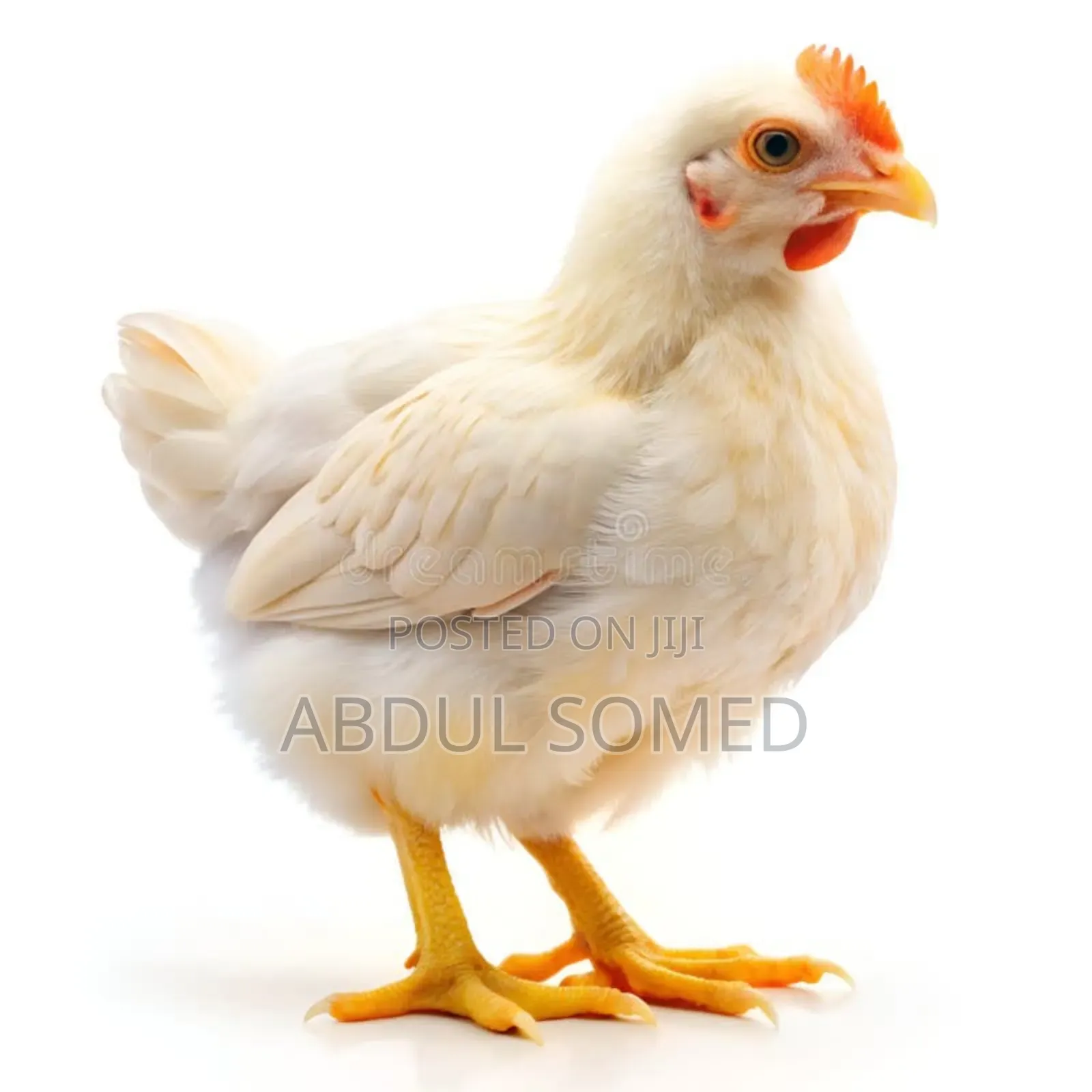 Mature Broilers