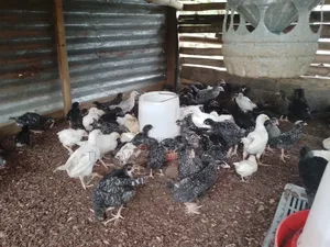 Plymouth Chicken