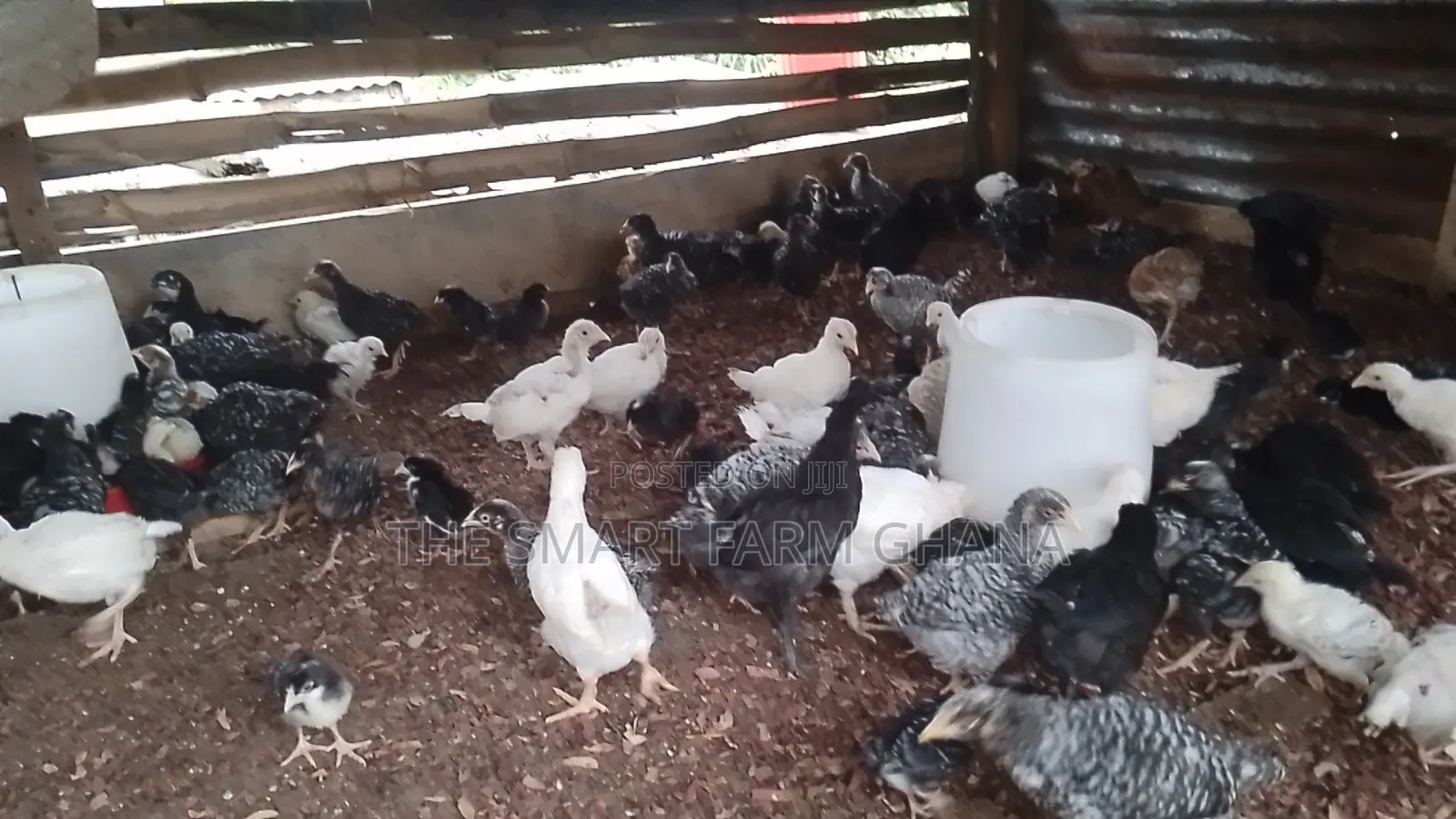 Plymouth Chicken