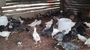 Plymouth Chicken