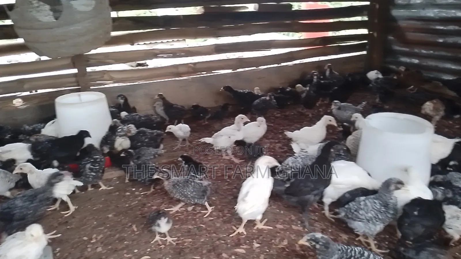 Plymouth Chicken
