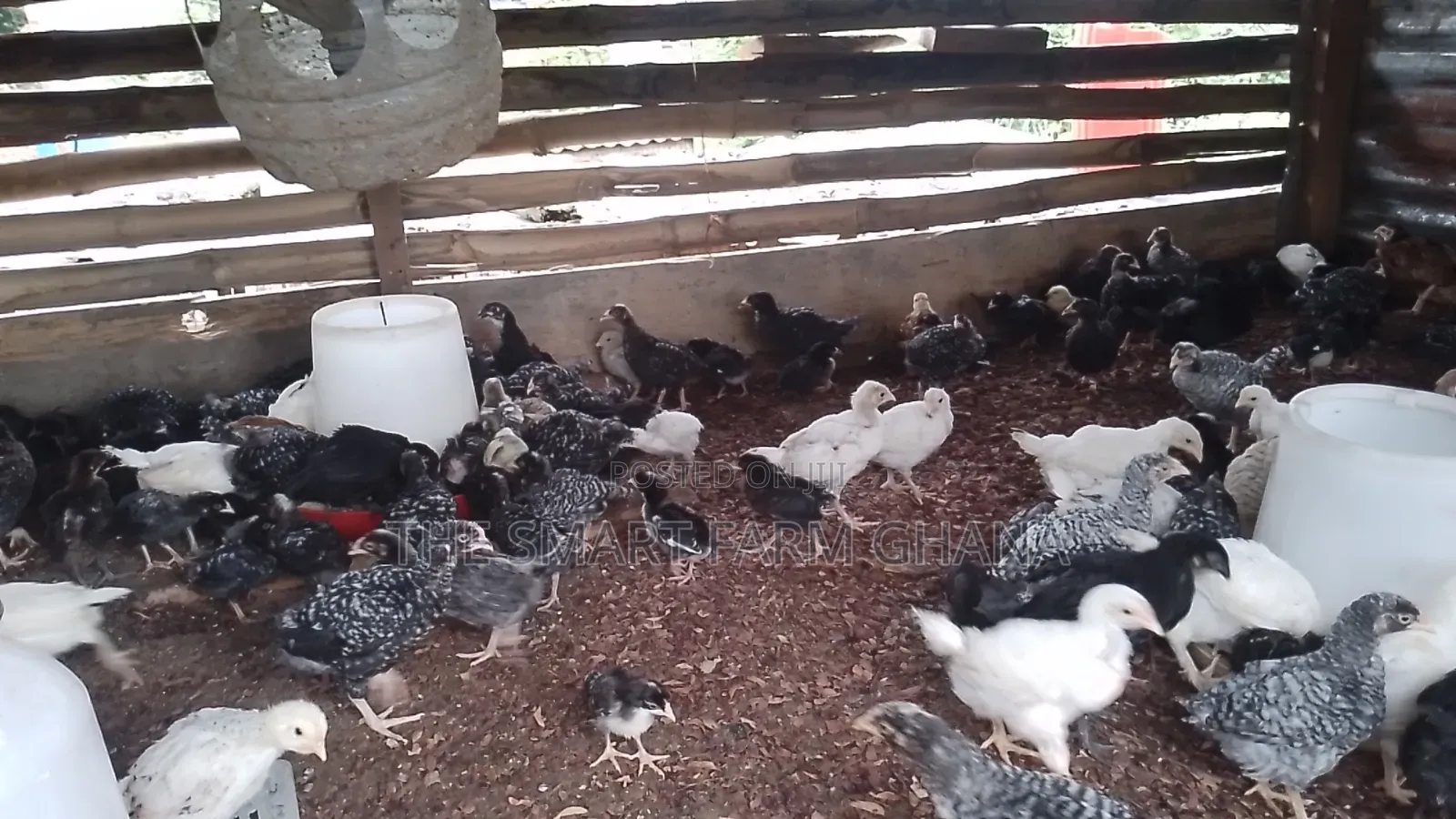 Plymouth Chicken