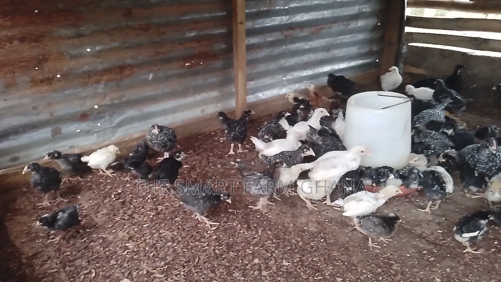 Plymouth Chicken