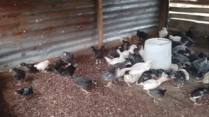 Plymouth Chicken