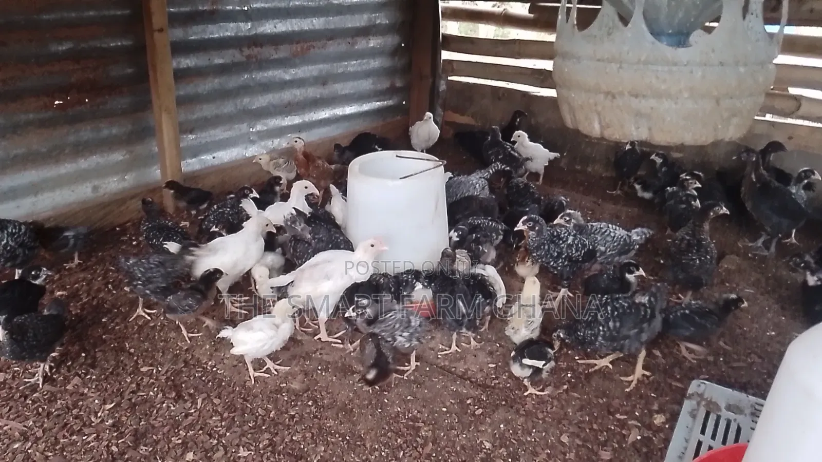 Plymouth Chicken