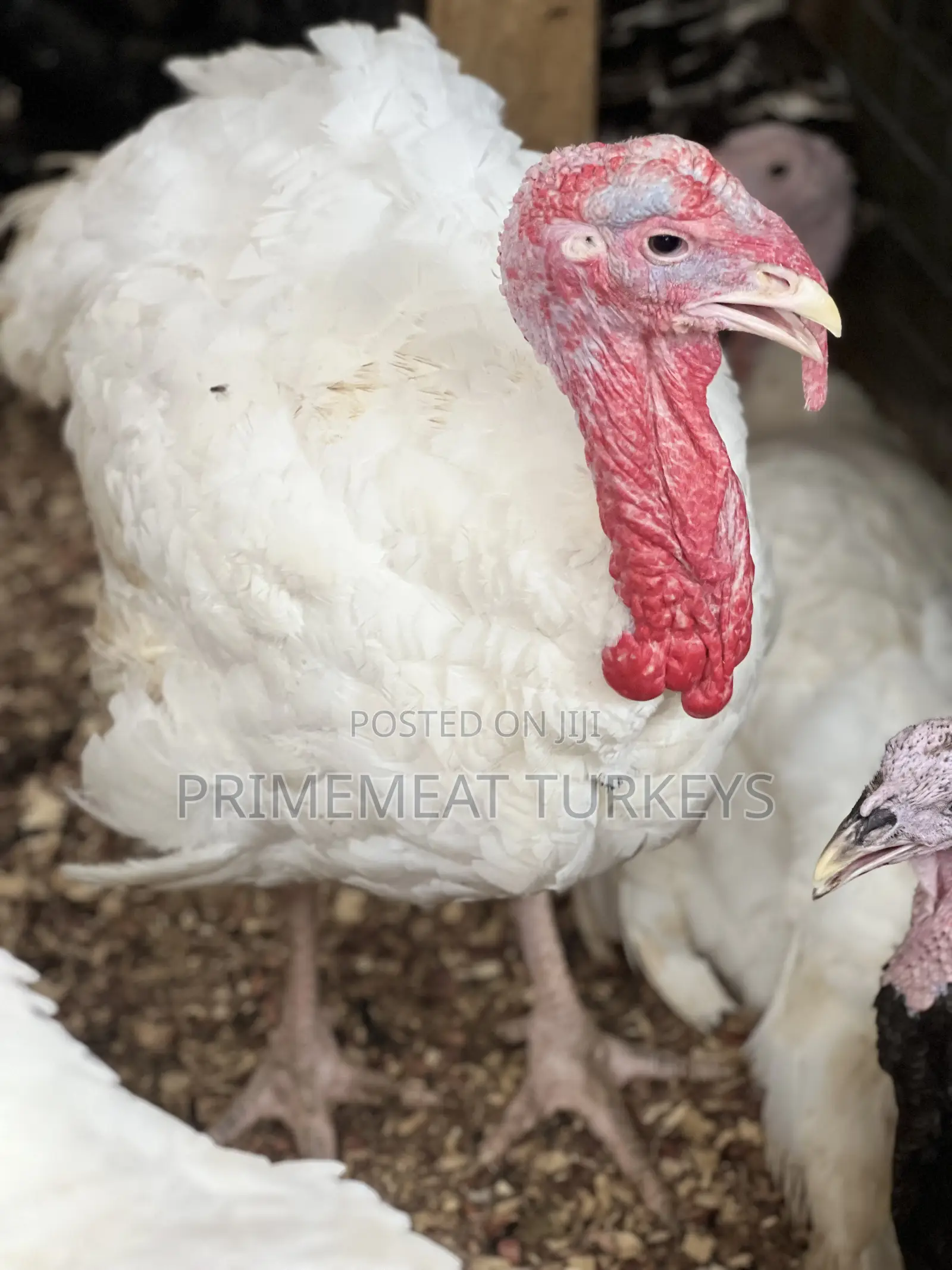 Foreign/ Local Turkeys for Sale