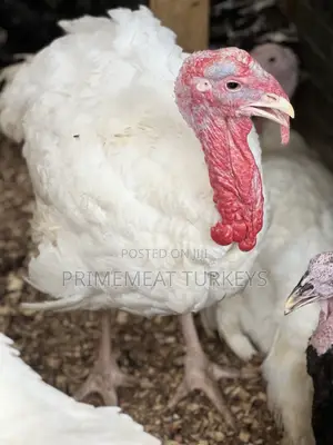 Foreign/ Local Turkeys for Sale
