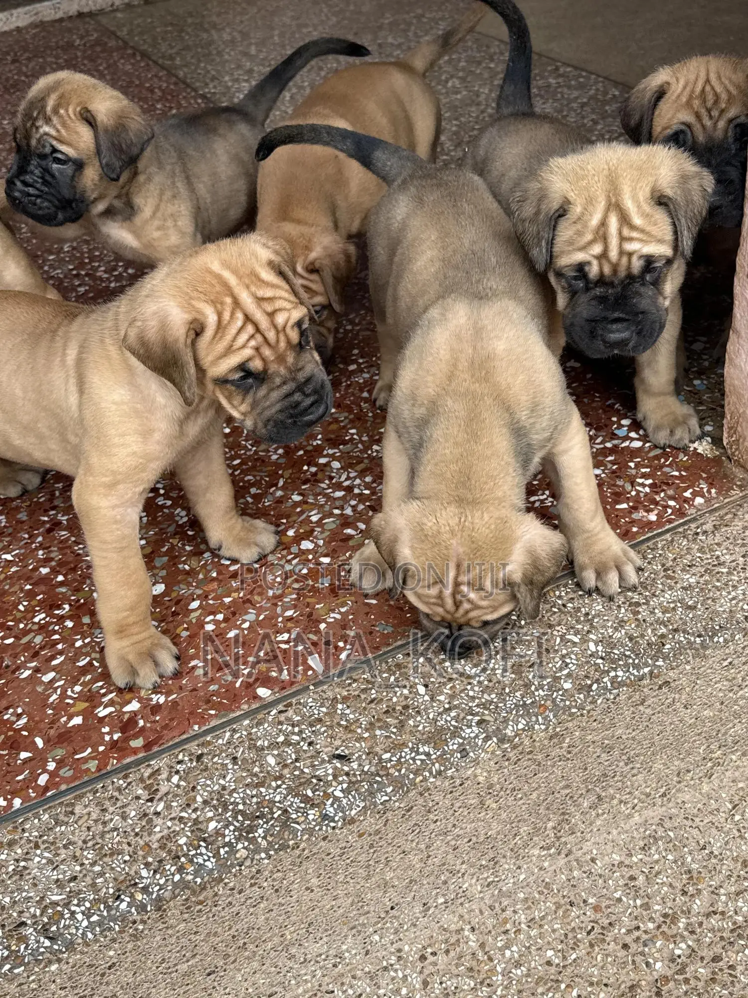 0-1 month Male Purebred Mastiff