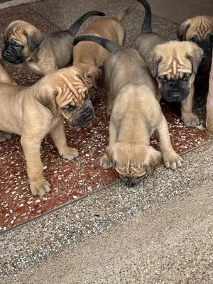0-1 month Male Purebred Mastiff