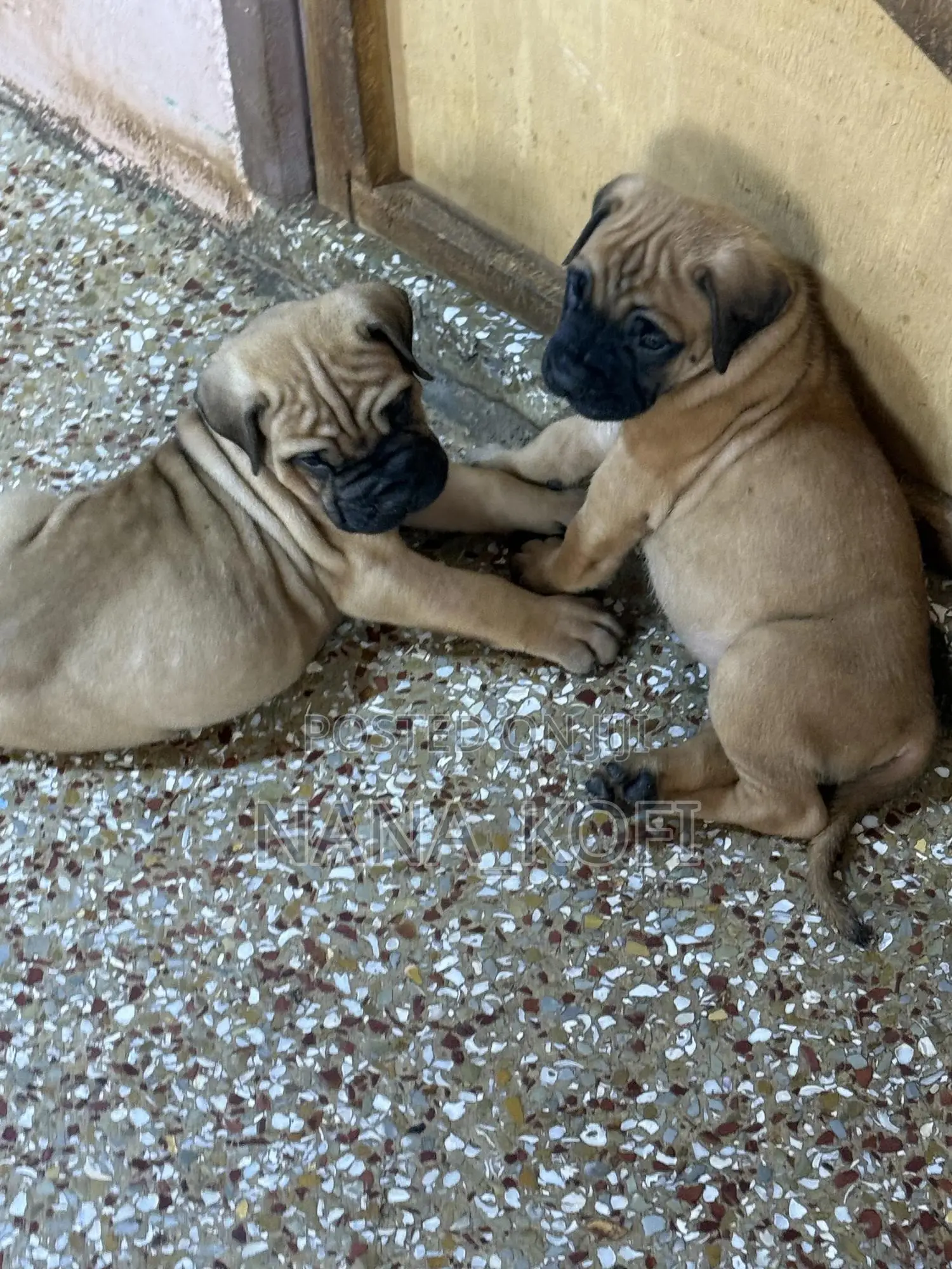 0-1 month Male Purebred Mastiff