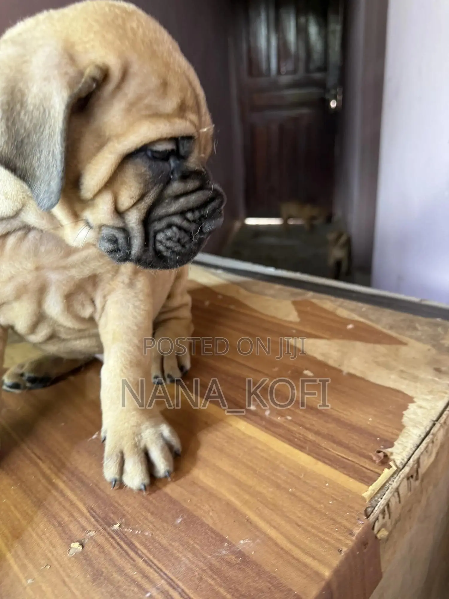 0-1 month Male Purebred Mastiff