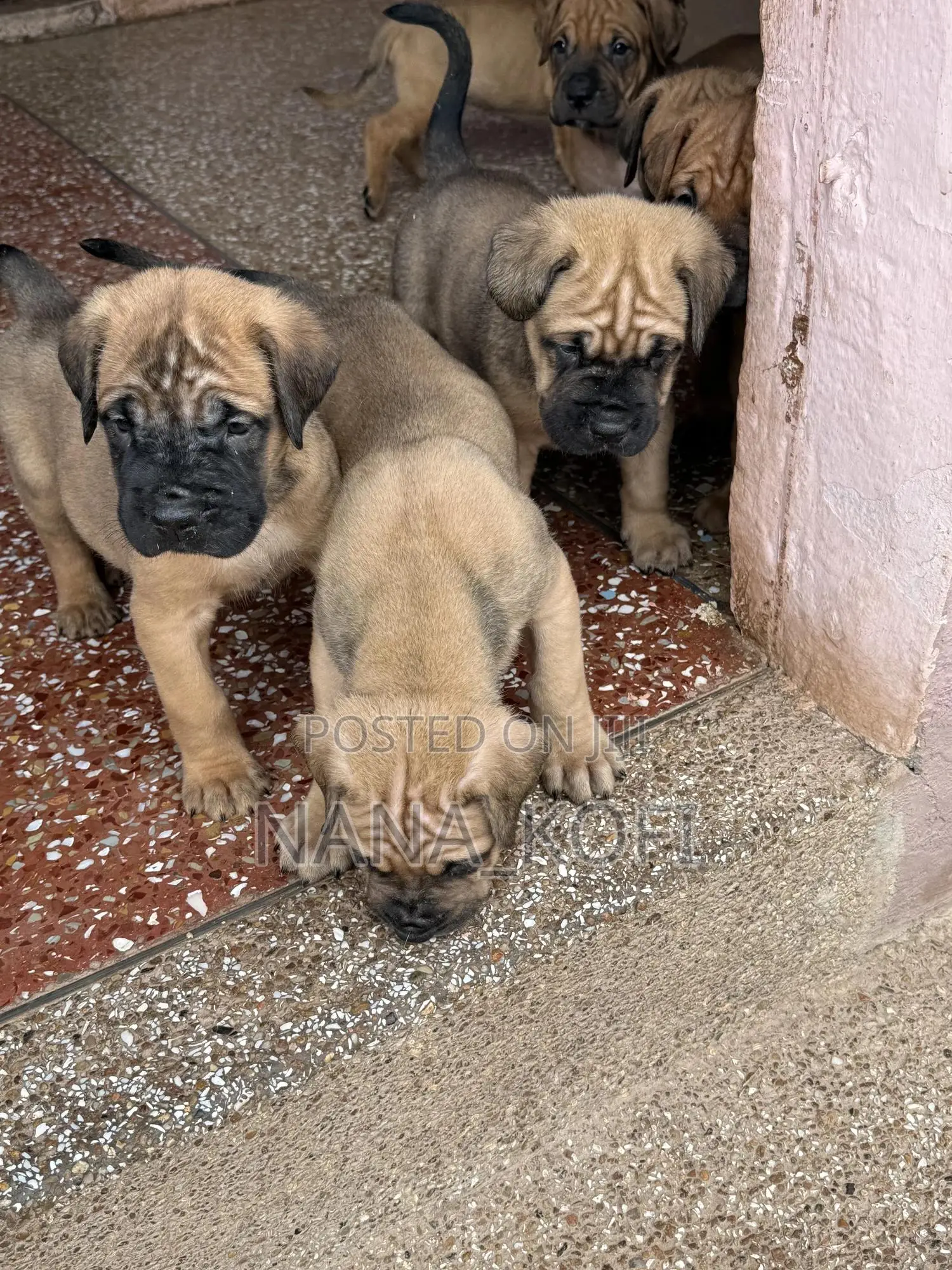 0-1 month Male Purebred Mastiff
