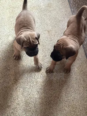0-1 month Male Purebred Mastiff