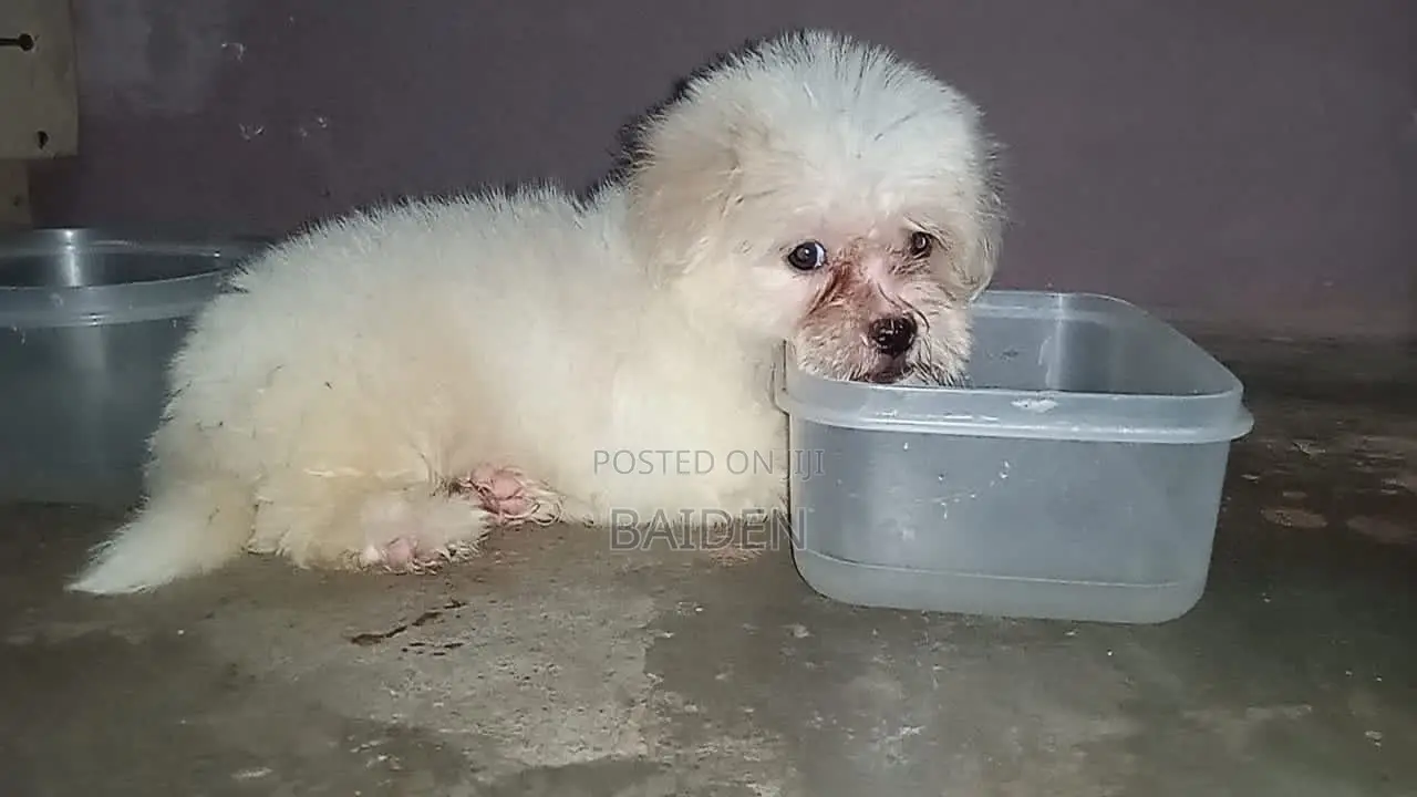 3-6 months Female Purebred Poodle
