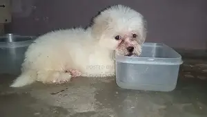 3-6 months Female Purebred Poodle