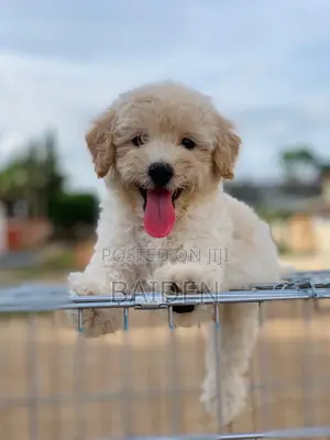 3-6 months Female Purebred Poodle