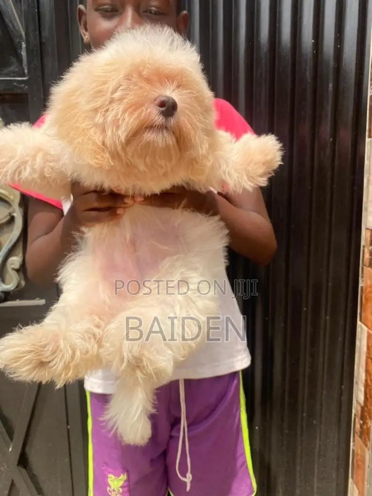 3-6 months Female Purebred Poodle