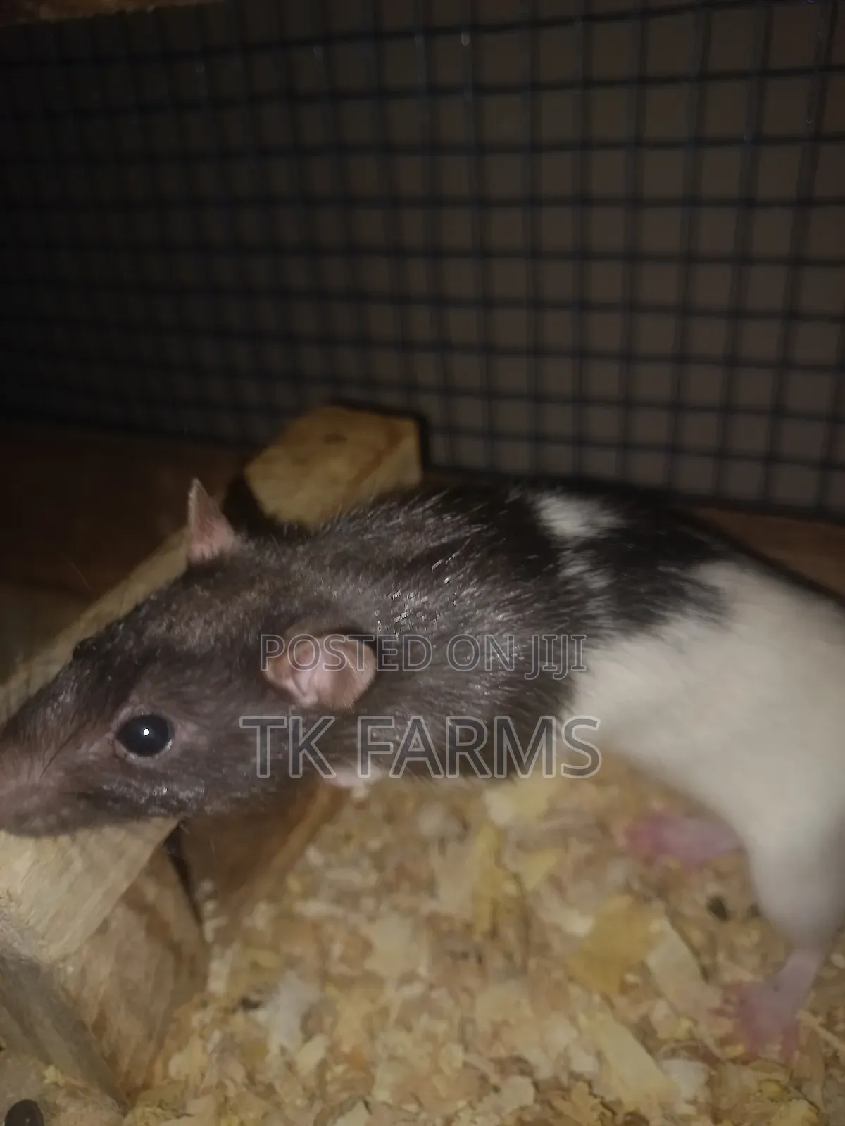 Lab Mouse /Albino Mouse