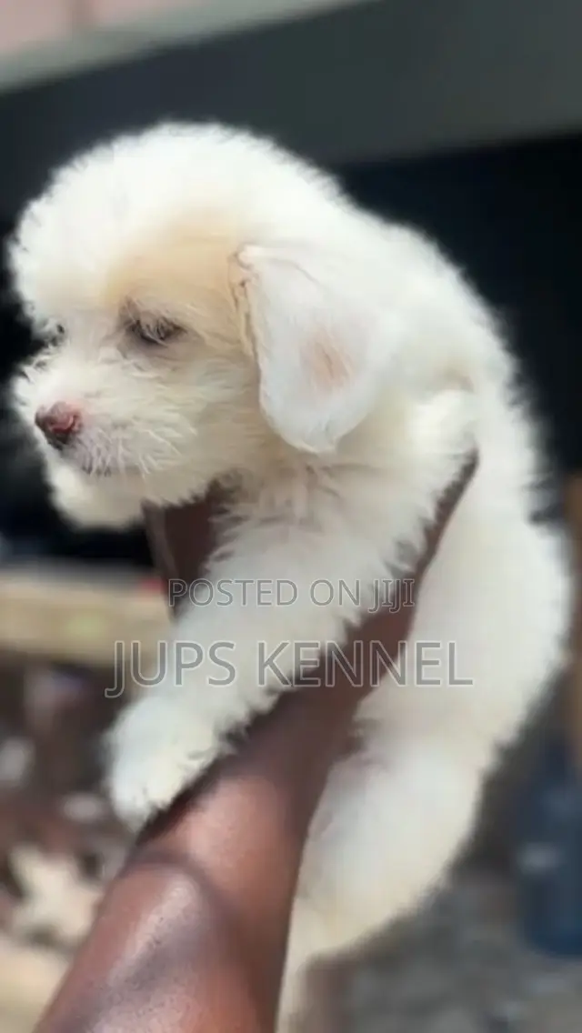 1-3 months Female Purebred Poodle