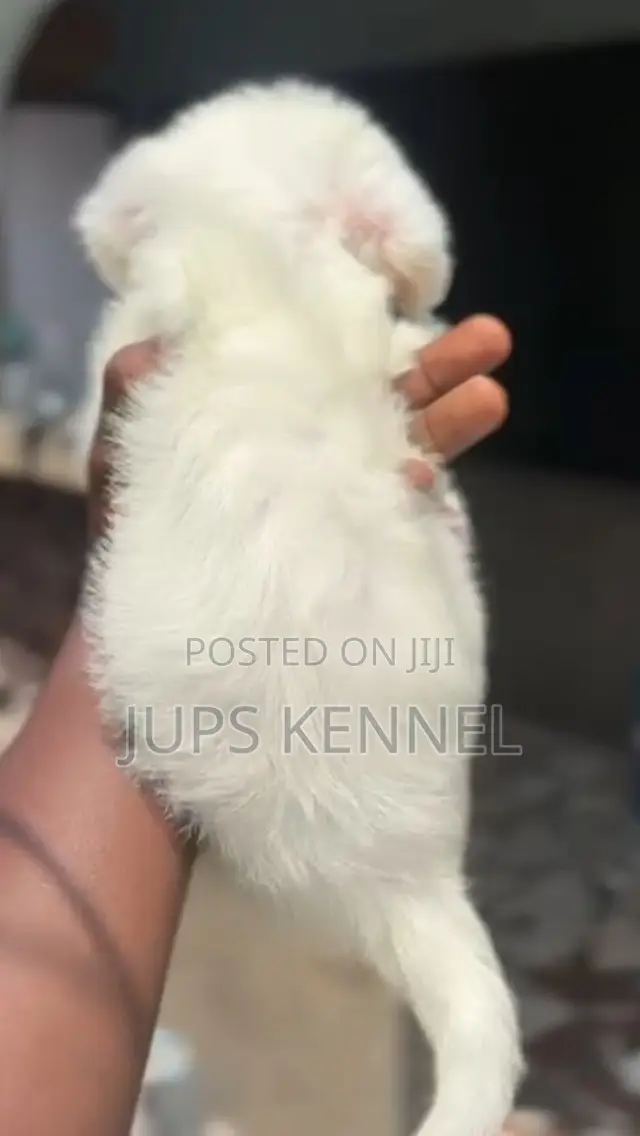 1-3 months Female Purebred Poodle