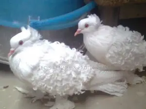 White Frillback Pigeons