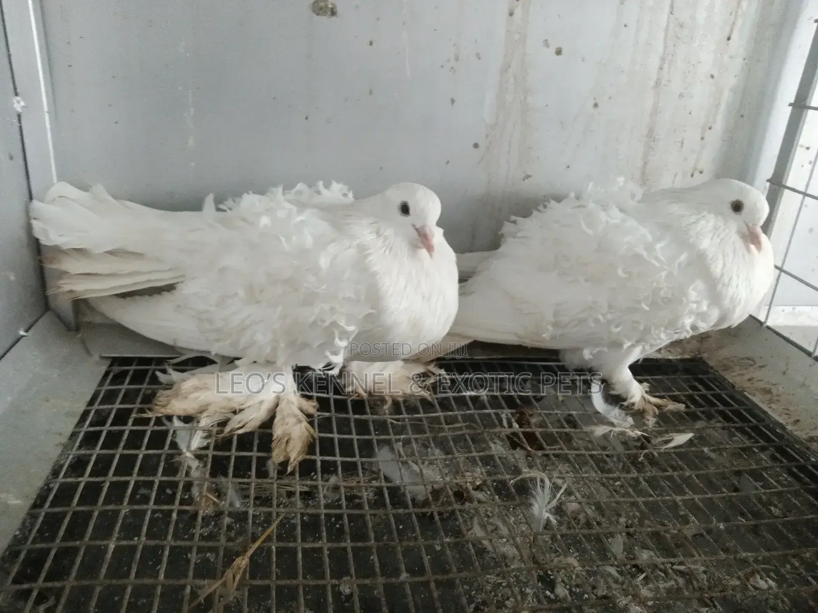 White Frillback Pigeons