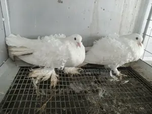 White Frillback Pigeons