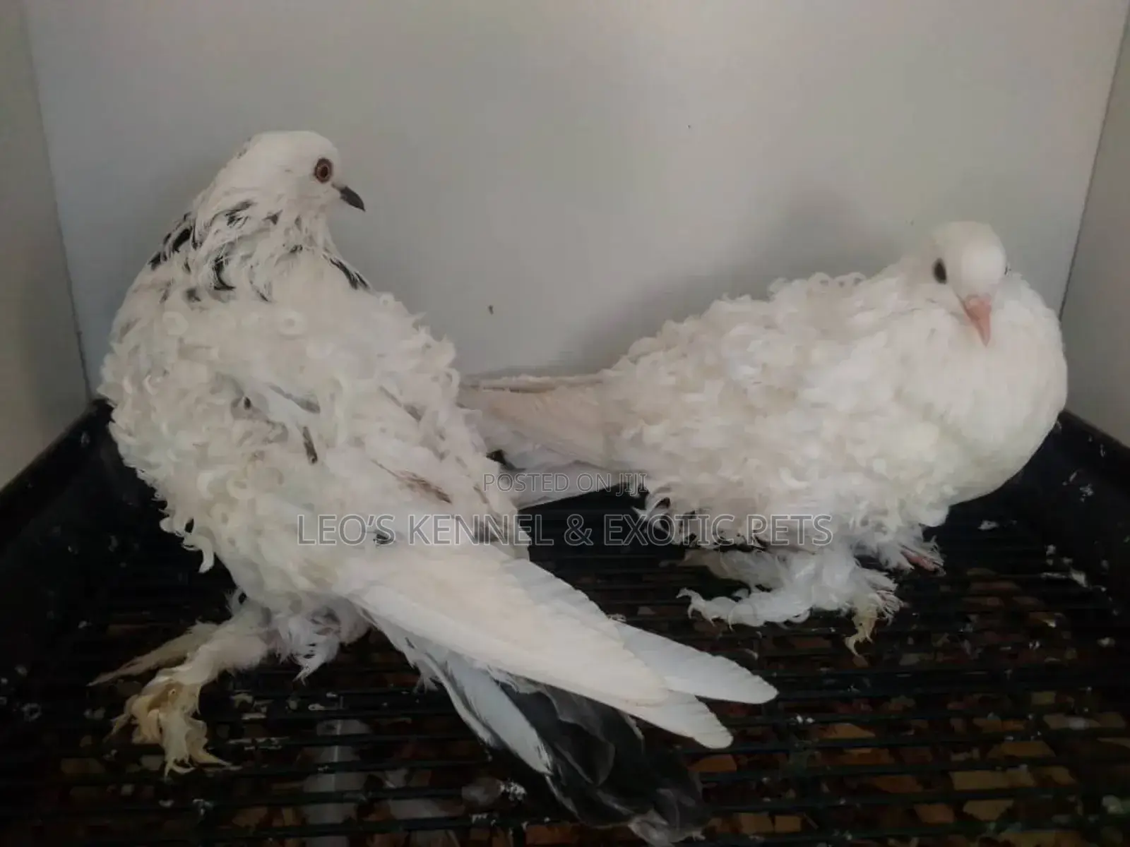 White Frillback Pigeons