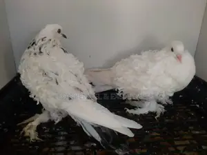 White Frillback Pigeons