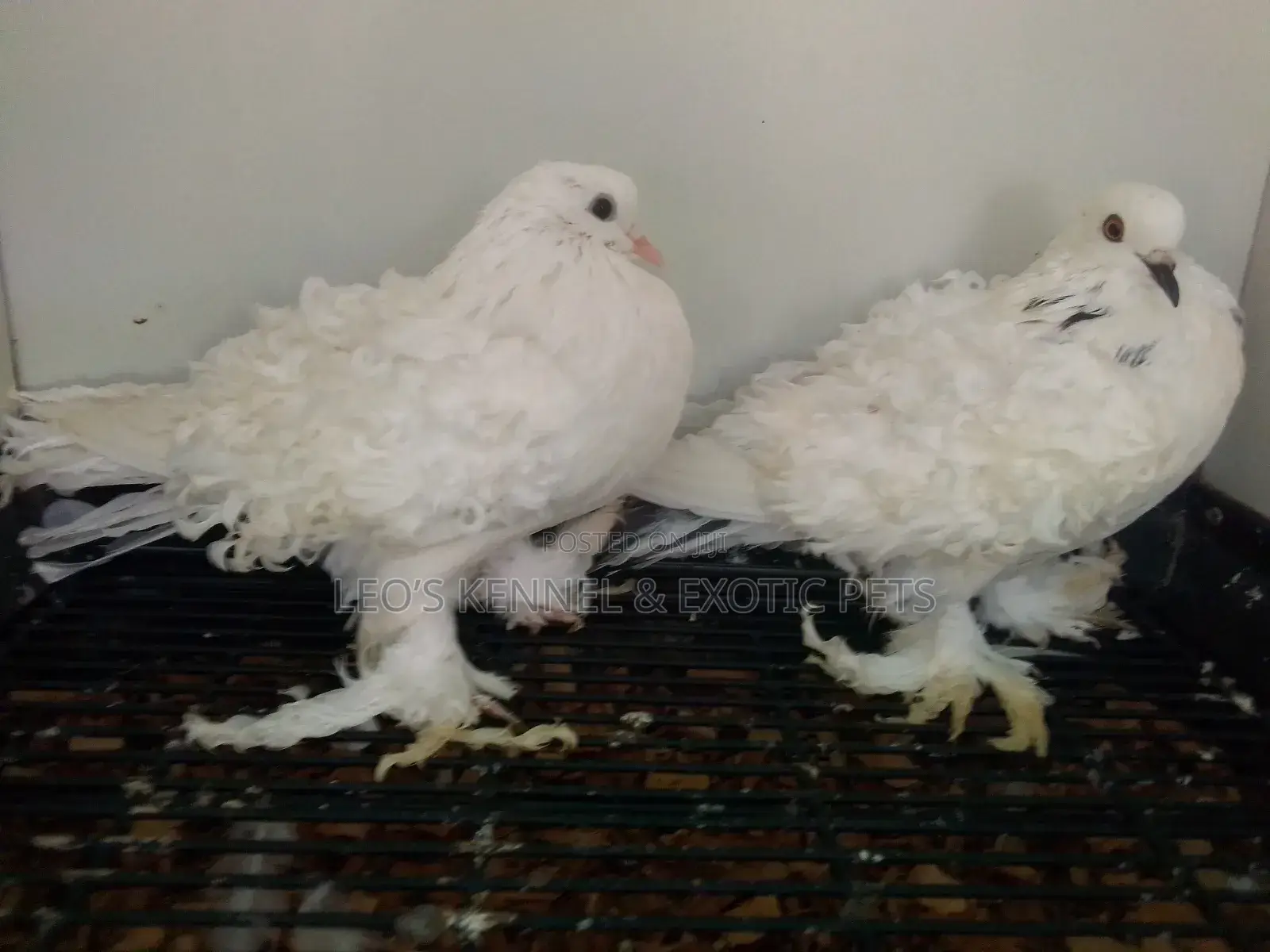White Frillback Pigeons
