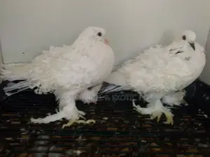 White Frillback Pigeons