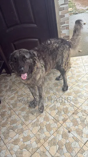 1+ year Male Purebred Caucasian Shepherd