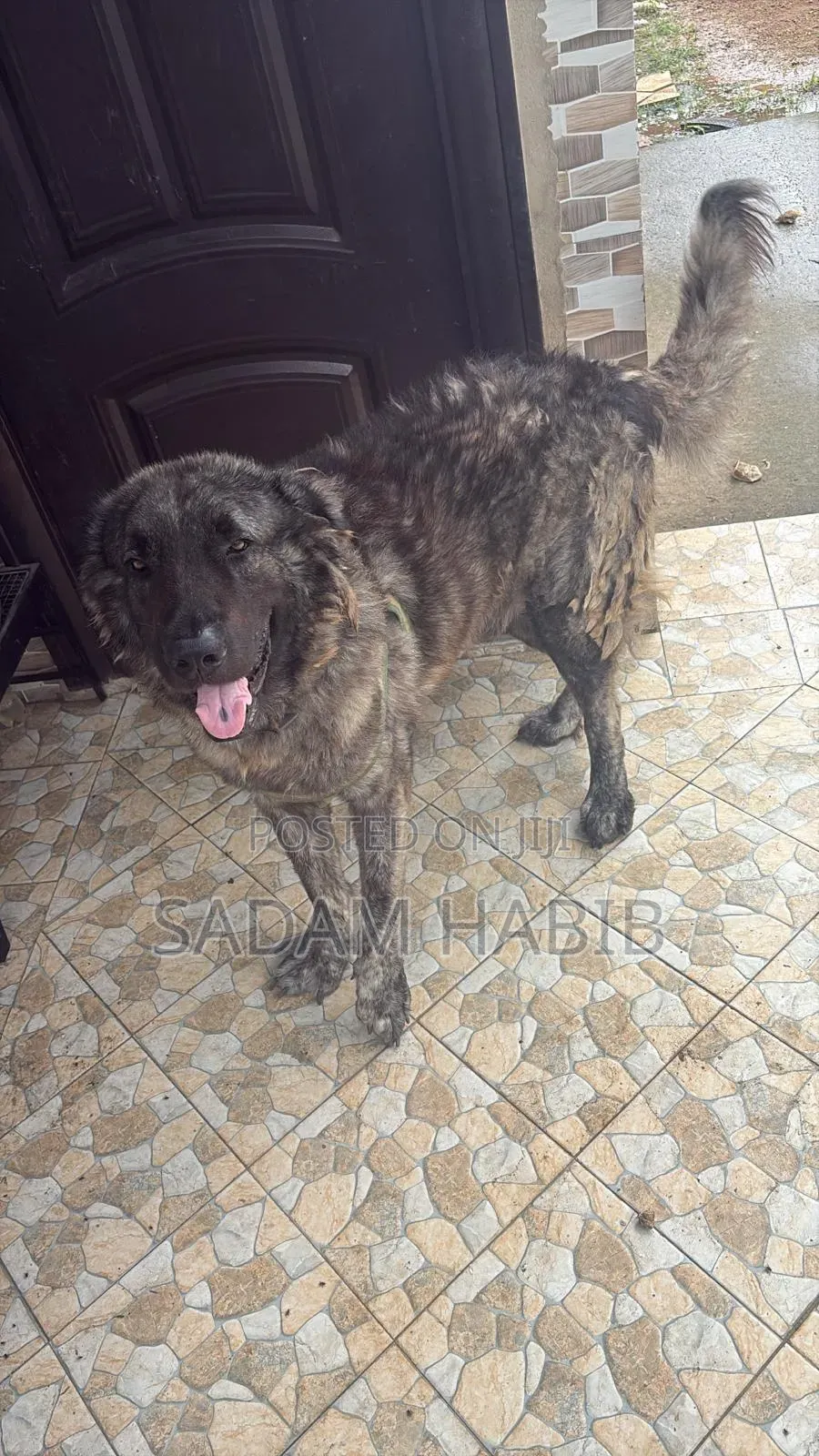1+ year Male Purebred Caucasian Shepherd