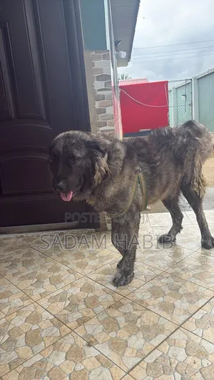 1+ year Male Purebred Caucasian Shepherd