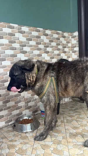 1+ year Male Purebred Caucasian Shepherd